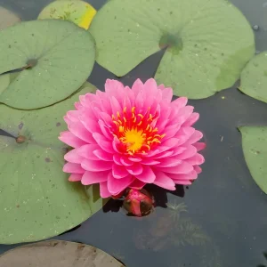 ninfea-nymphaea-wimolrat-2.webp