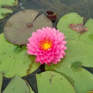 ninfea-nymphaea-wimolrat-3.webp