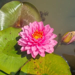 Nénuphar Nymphaea 'Wimolrat'