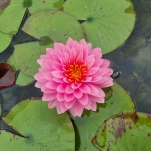 ninfea-nymphaea-wimolrat-4.webp