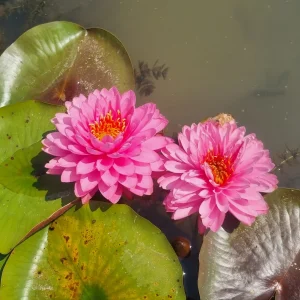 ninfea-nymphaea-wimolrat-5.webp