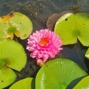 ninfea-nymphaea-wimolrat-6.webp