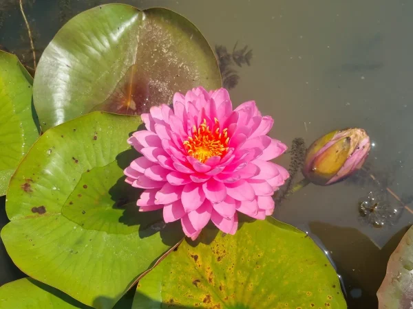 ninfea-nymphaea-wimolrat.webp