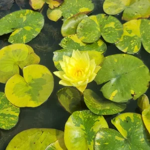 ninfea-nymphaea-yellow-stardust-2.webp