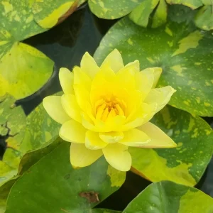 ninfea-nymphaea-yellow-stardust-3.webp