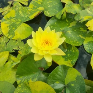 Nénuphar Nymphaea 'Yellow Stardust'