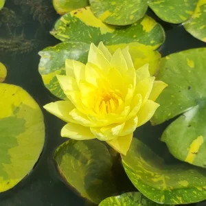 ninfea-nymphaea-yellow-stardust-4.webp