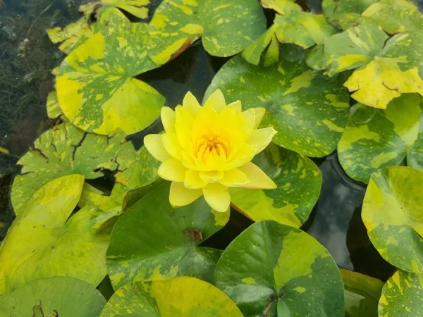 ninfea-nymphaea-yellow-stardust.webp
