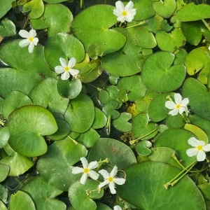 nymphoides-aquatica-2.webp