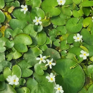 nymphoides-aquatica-3.webp