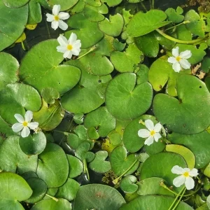 Nymphoides aquatica (Plante banane)