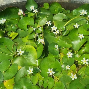 nymphoides-aquatica-4.webp