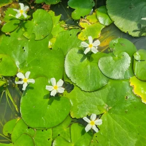 nymphoides-aquatica-5.webp