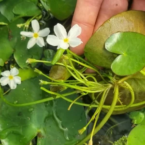 nymphoides-aquatica-6.webp