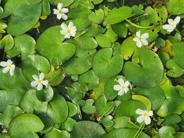 nymphoides-aquatica.webp