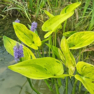 pontederia-cordata-sunsplash-2.webp