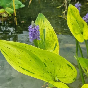 pontederia-cordata-sunsplash-3.webp