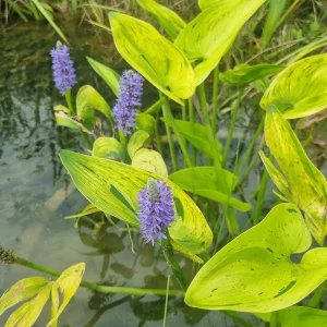 Pontederia cordata 'Sunsplash'