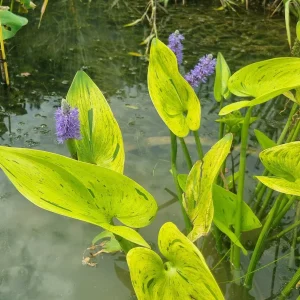 pontederia-cordata-sunsplash-4.webp