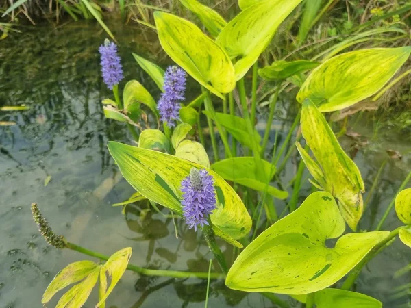 pontederia-cordata-sunsplash.webp