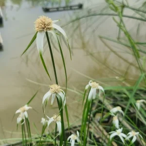 Rhynchospora colorata (Herbe étoilée)